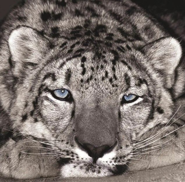 Classy Art Snow Leopard Sanctuary by D. Welling Wall Art-1