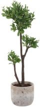 Uttermost® Arbor Aged Ivory Strawberry Tree-3