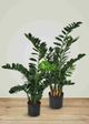 Le Present Zamioculcas Green Faux Botanical Cylindrica-3