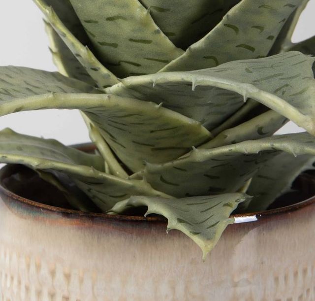 Uttermost® Seaside 2-Piece Neutral Tan Succulents Set-3