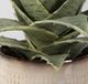Uttermost® Seaside 2-Piece Neutral Tan Succulents Set-3