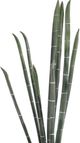 Harp & Finial® Giant Bamboo Green Foam Floral-1