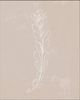 Classy Living Annie Warren Blush Bloom II Wall Art-1
