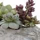 Uttermost® Charita Burgandy/Green Succulents-3