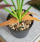 A & B Home 2-Piece Green Alocasia Plants with Plastic Pot Set-2